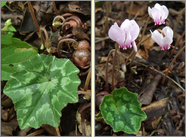 Ivy-leaved Cyclamen, Cyclamen hederifolium