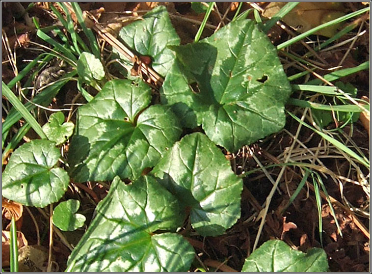 Ivy-leaved Cyclamen, Cyclamen hederifolium