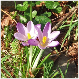 Crocus