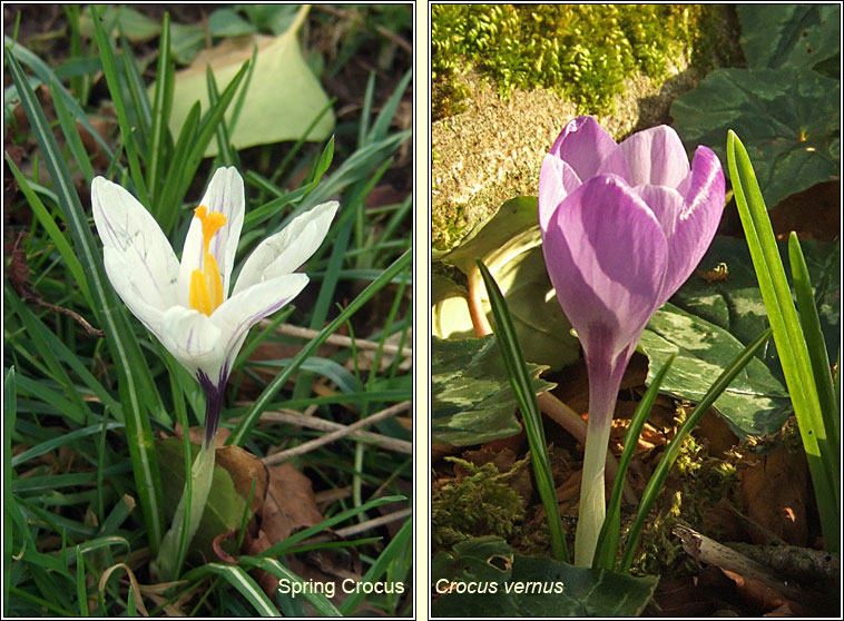 Crocus