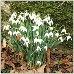 Snowdrop, Galanthus nivalis