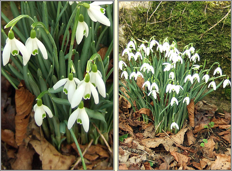 Snowdrop, Galanthus nivalis