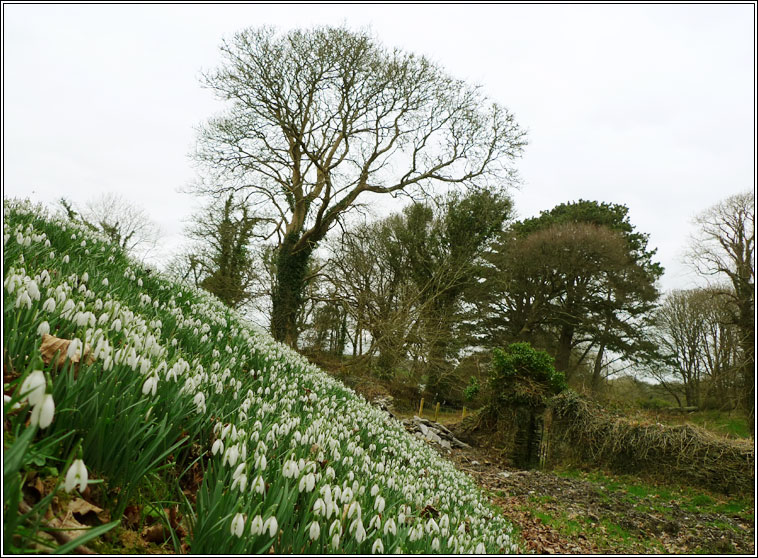 Snowdrop, Galanthus nivalis