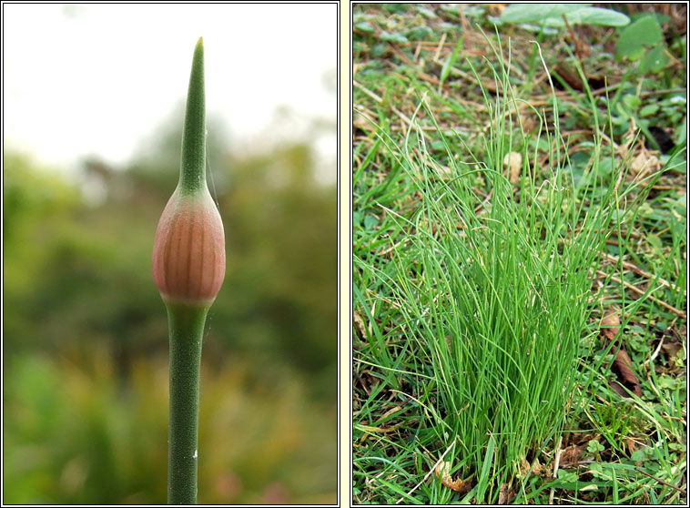 Crow Garlic, Wild Onion, Allium vineale, Gairleog Mhuire