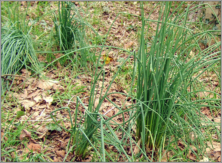 Crow Garlic, Wild Onion, Allium vineale, Gairleog Mhuire