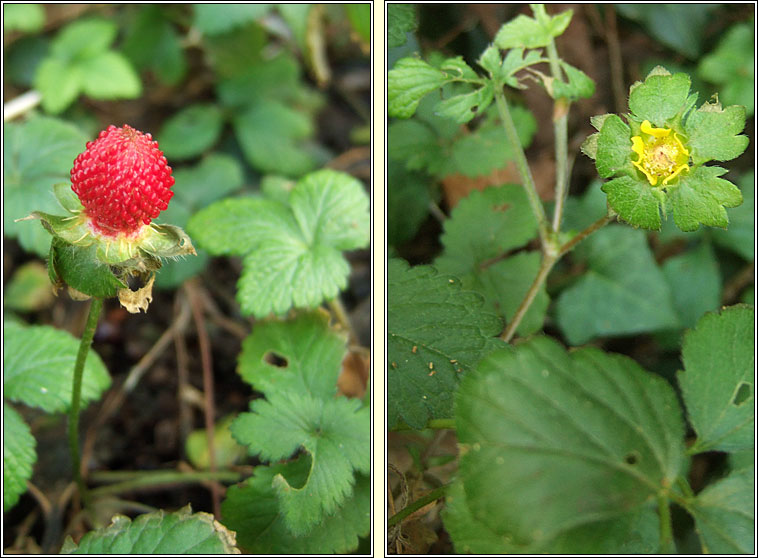 Yellow-flowered Strawberry, Potentilla indica