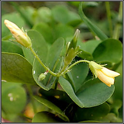 Upright Yellow-sorrel, Oxalis stricta, Seamsg ghallda