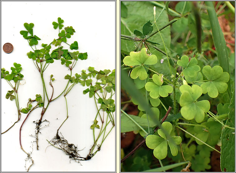 Upright Yellow-sorrel, Oxalis stricta, Seamsg ghallda