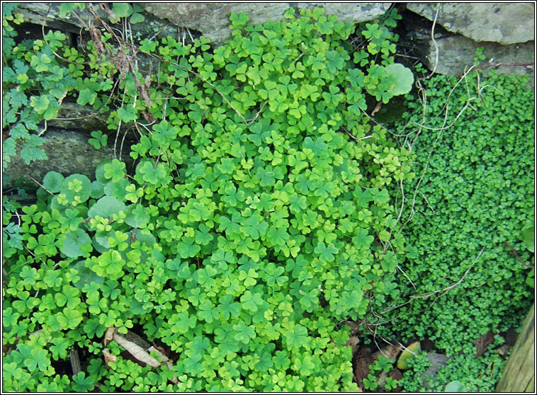 Upright Yellow-sorrel, Oxalis stricta, Seamsg ghallda