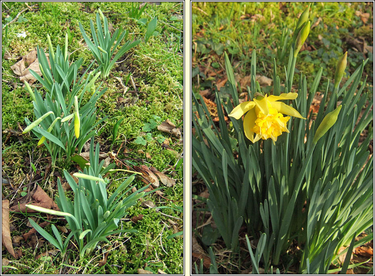 Daffodil, Narcissus agg, Lus an chromchinn