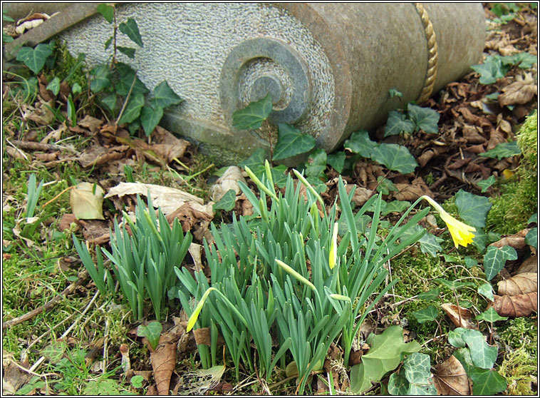 Daffodil, Narcissus agg, Lus an chromchinn