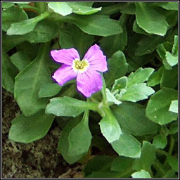 Aubrieta, Aubrieta deltoidea