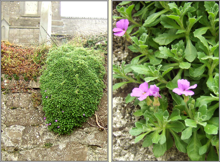 Aubrieta, Aubrieta deltoidea