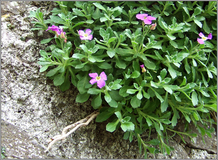 Aubrieta, Aubrieta deltoidea