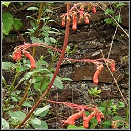 Cape Figwort, Phygelius capensis