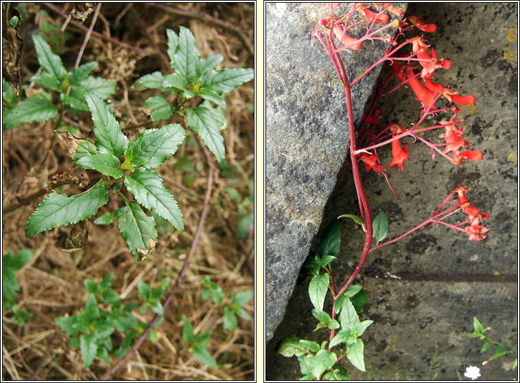 Cape Figwort, Phygelius capensis