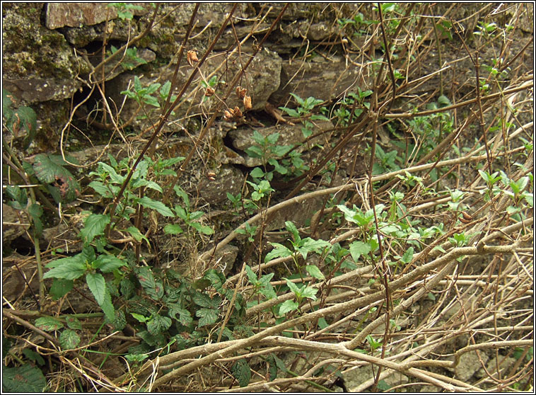 Cape Figwort, Phygelius capensis