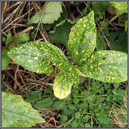 Spotted Laurel, Aucuba japonica