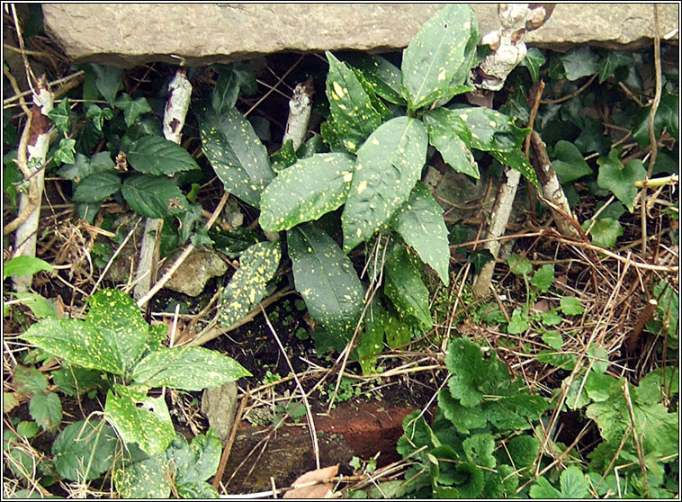 Spotted Laurel, Aucuba japonica