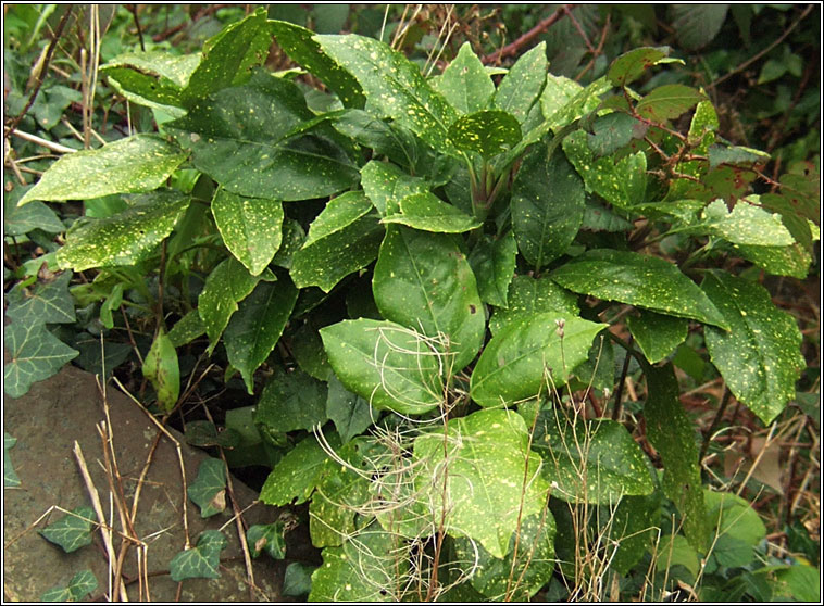 Spotted Laurel, Aucuba japonica