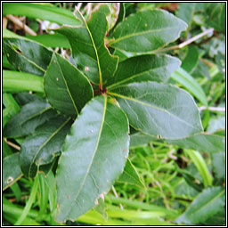 Bay, Laurus nobilis, Labhras