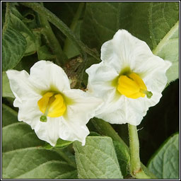 Potato, Solanum tuberosum, Prta