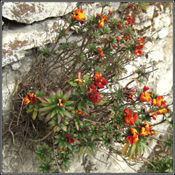 Wallflower, Erysimum cheiri, Lus an bhalla