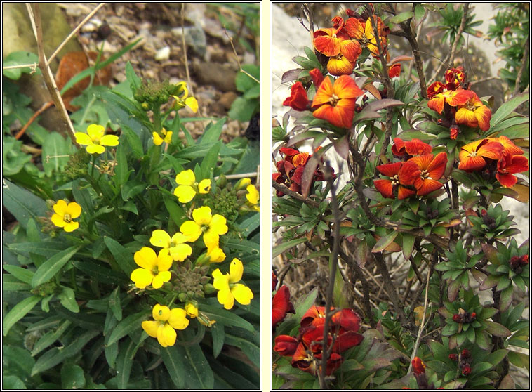 Wallflower, Erysimum cheiri, Lus an bhalla