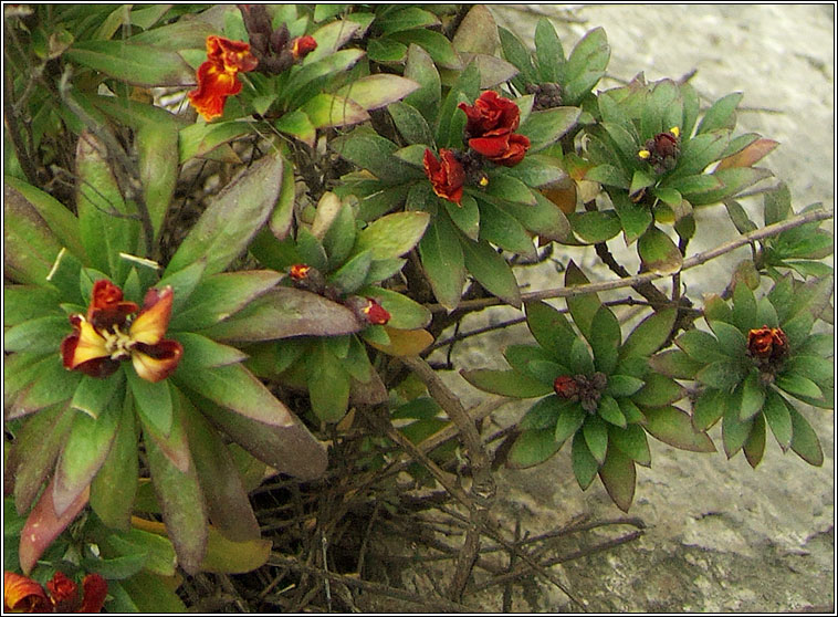 Wallflower, Erysimum cheiri, Lus an bhalla