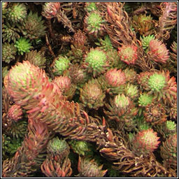 Rock Stonecrop, Petrosedum forsterianum, Grafn creige