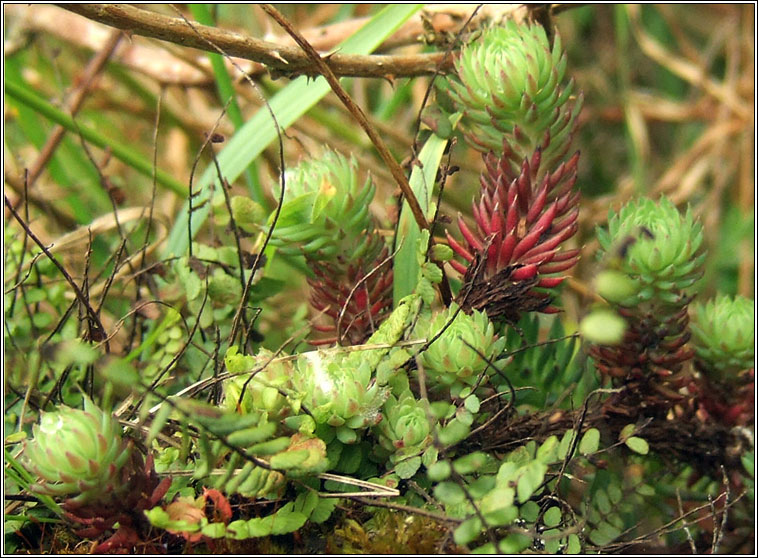 Rock Stonecrop, Sedum forsterianum, Grafn creige