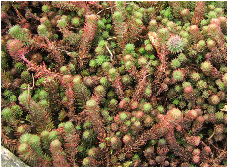 Rock Stonecrop, Sedum forsterianum, Grafn creige