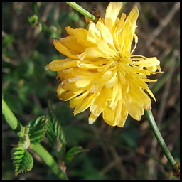 Kerria japonica