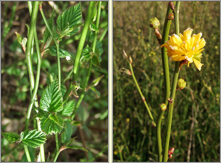 Kerria japonica