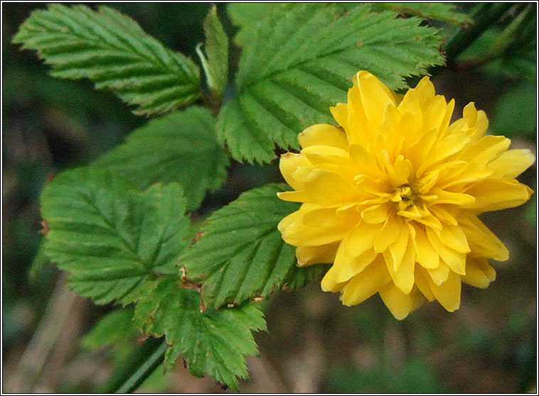 Kerria japonica