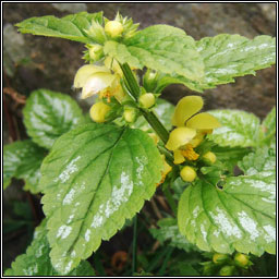 Variegated Yellow Archangel, Lamiastrum galeobdolon subsp argentatum