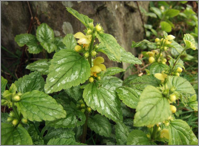 Variegated Yellow Archangel, Lamiastrum galeobdolon subsp argentatum