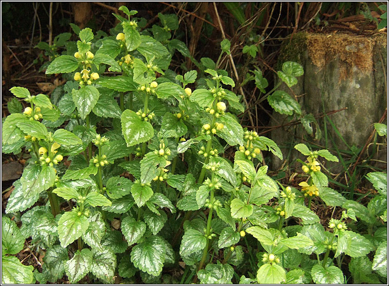 Variegated Yellow Archangel, Lamiastrum galeobdolon subsp argentatum