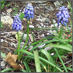 Garden Grape-hyacinth, Muscari armeniacum