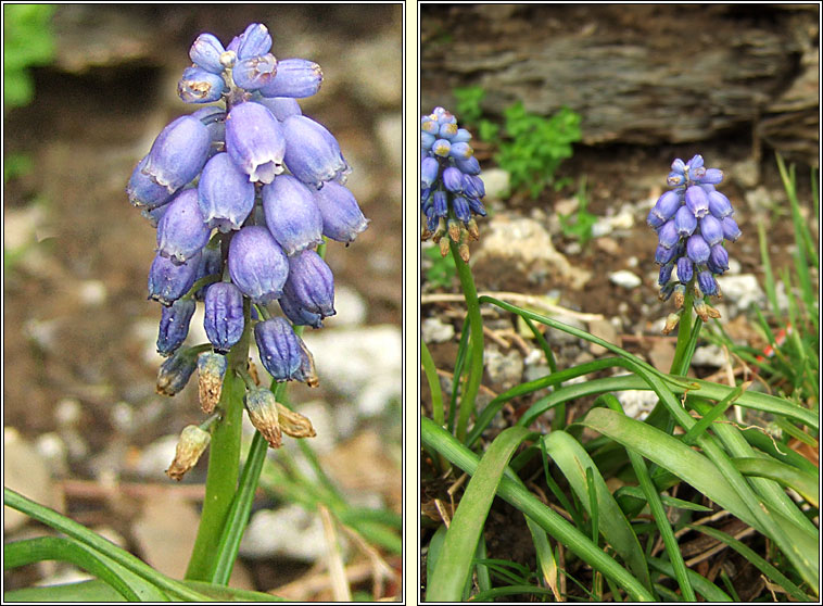 Grape-hyacinth, Muscari armeniacum