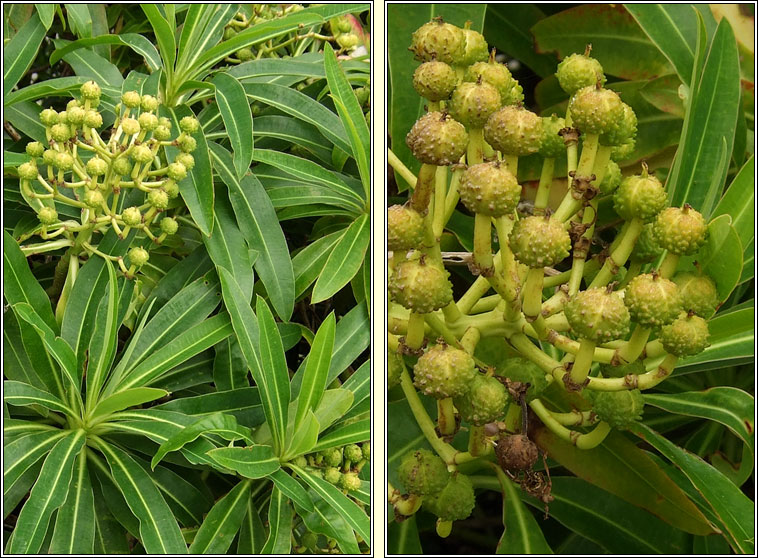 Canary Spurge, Euphorbia mellifera