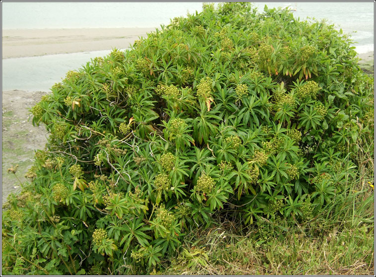 Canary Spurge, Euphorbia mellifera