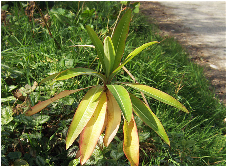 Canary Spurge, Euphorbia mellifera