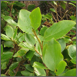 Griselinia littoralis