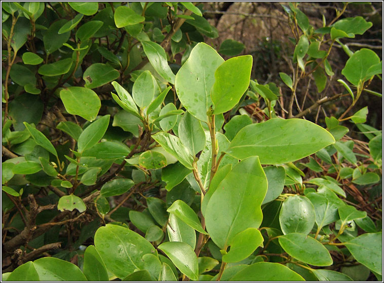 Griselinia littoralis