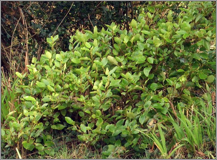 Griselinia littoralis