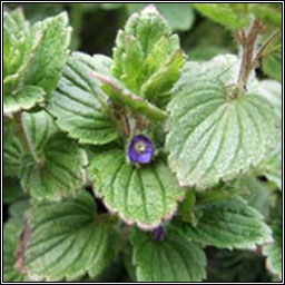 Crested Field-speedwell, Veronica crista-galli, Lus cr mr