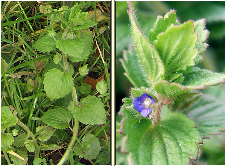 Crested Field-speedwell, Veronica crista-galli, Lus cr mr