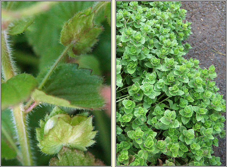 Crested Field-speedwell, Veronica crista-galli, Lus cr mr