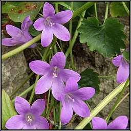 Adria Bellflower, Campanula portenschlagiana